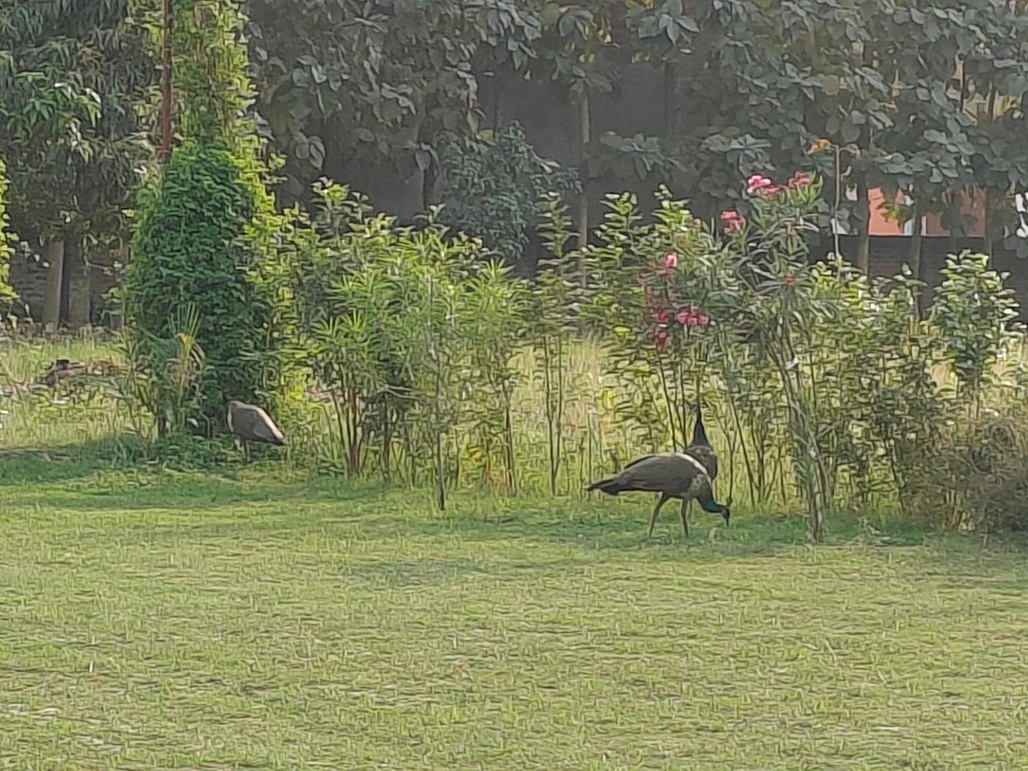 Nature Homestay พาราณสี ภายนอก รูปภาพ